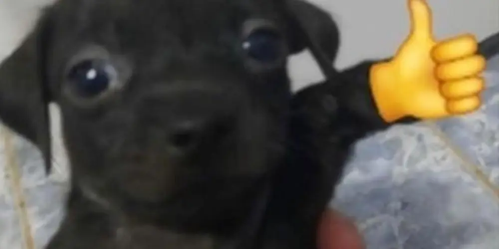 Imagem do grupo de WhatsApp Hospício 2.0