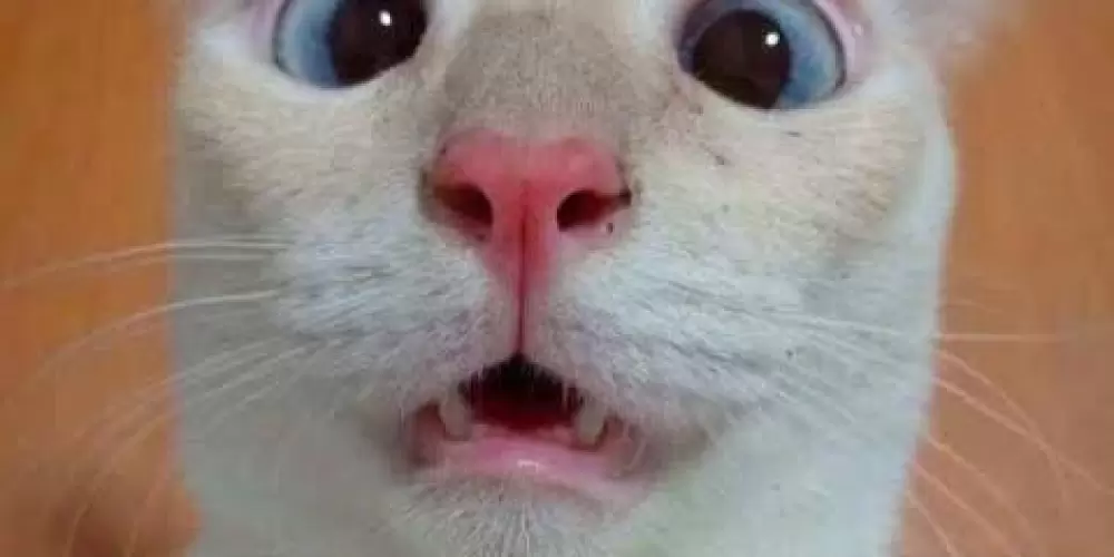 Imagem do grupo de WhatsApp Hospício 🎭