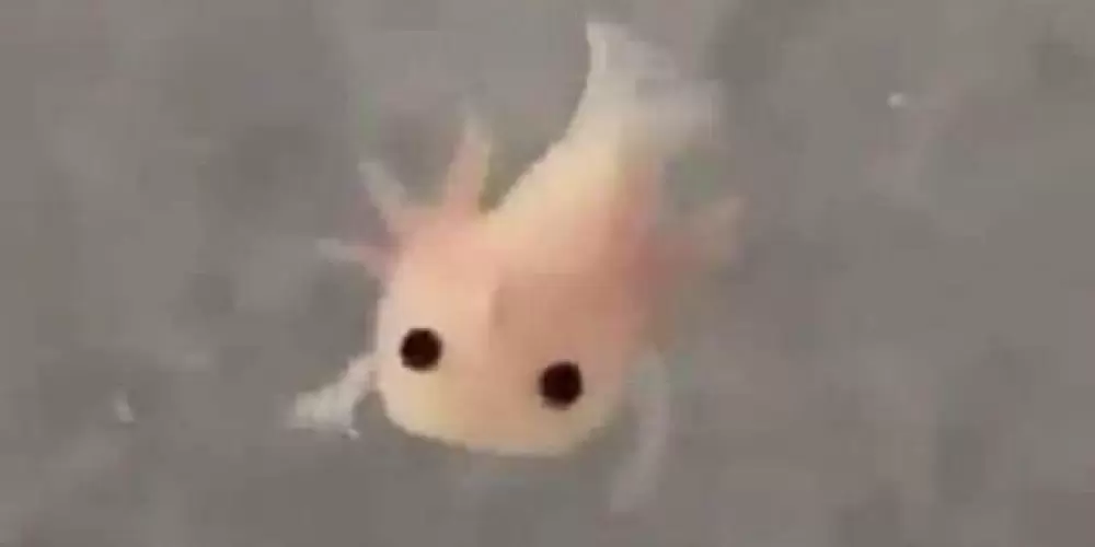 Imagem do grupo de WhatsApp HOSPÍCIO