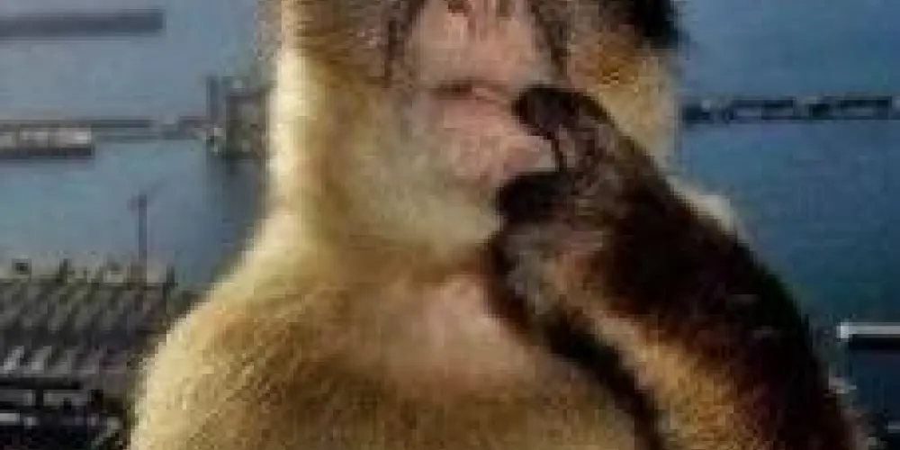 Imagem do grupo de WhatsApp Hospício