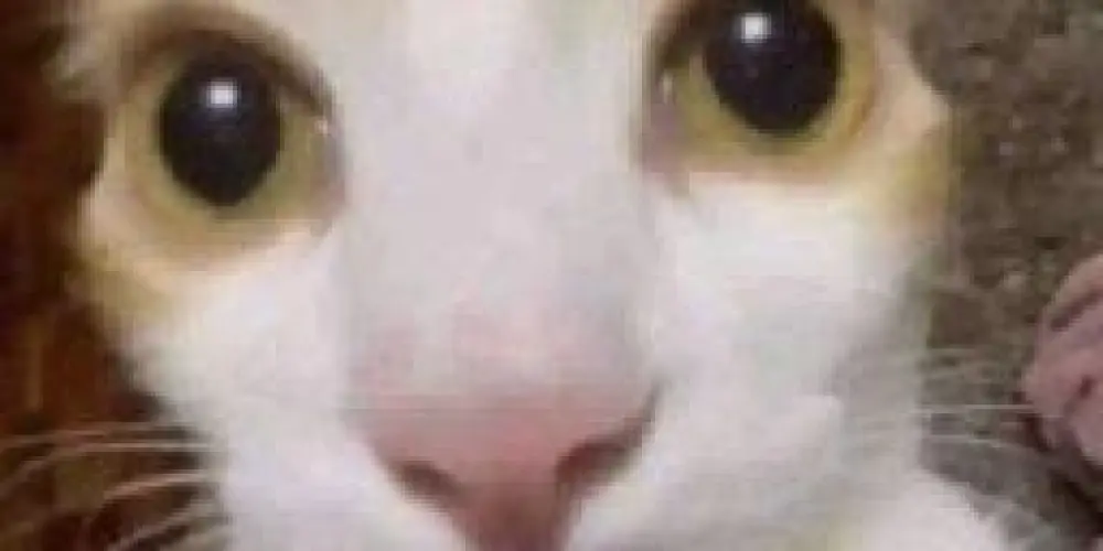 Imagem do grupo de WhatsApp Hospício