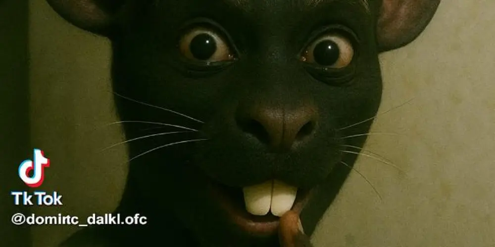 Imagem do grupo de WhatsApp Hospício