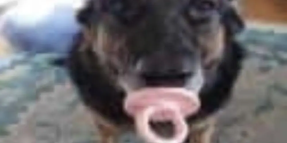 Imagem do grupo de WhatsApp Hospício