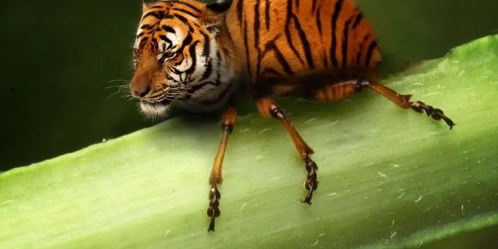 Imagem do grupo de WhatsApp Hospício