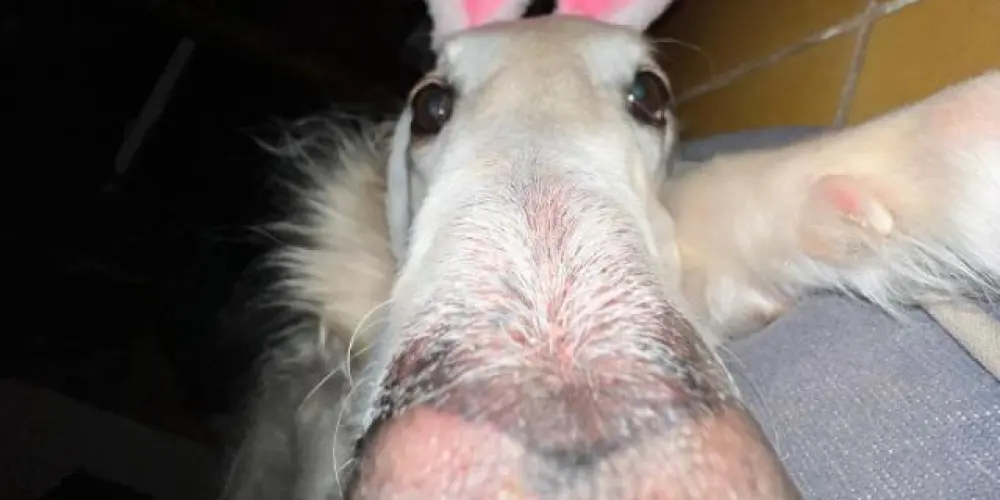 Imagem do grupo de WhatsApp HOSPÍCIO-Amizade卐ॐ ཌ꧂◤