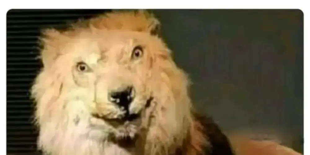 Imagem do grupo de WhatsApp hospícioisio😁