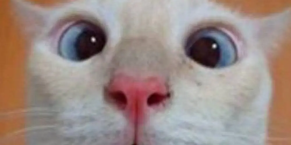 Imagem do grupo de WhatsApp Hospital psiquiátrico 2.0