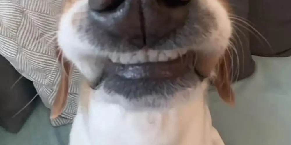 Imagem do grupo de WhatsApp HOUSE OF AMIZADE 🔮🚂