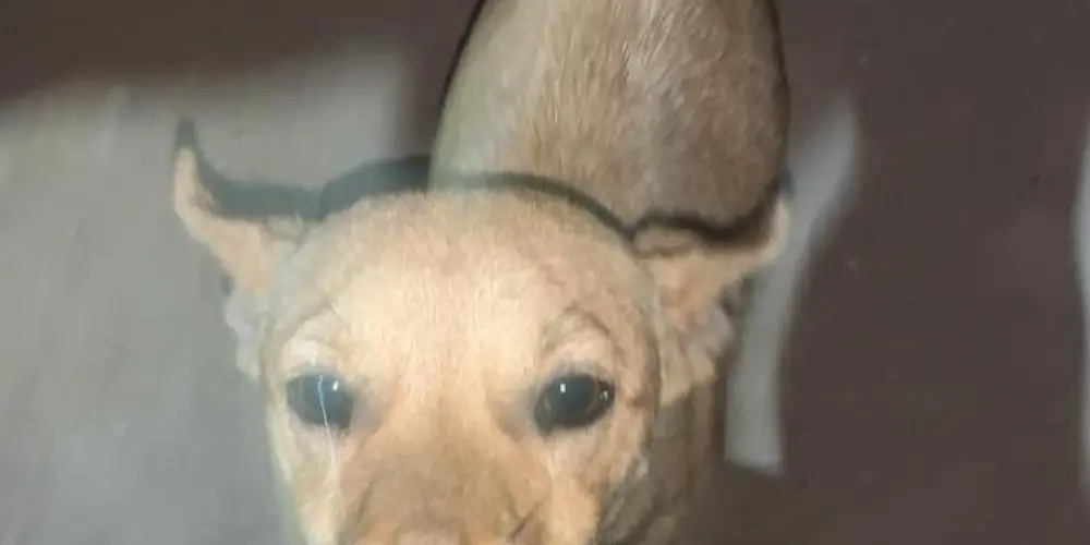 Imagem do grupo de WhatsApp Humaita ES 🇧🇷