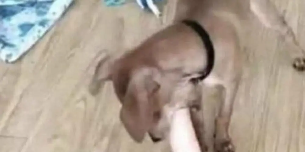 Imagem do grupo de WhatsApp Humor negro 🤬🤯