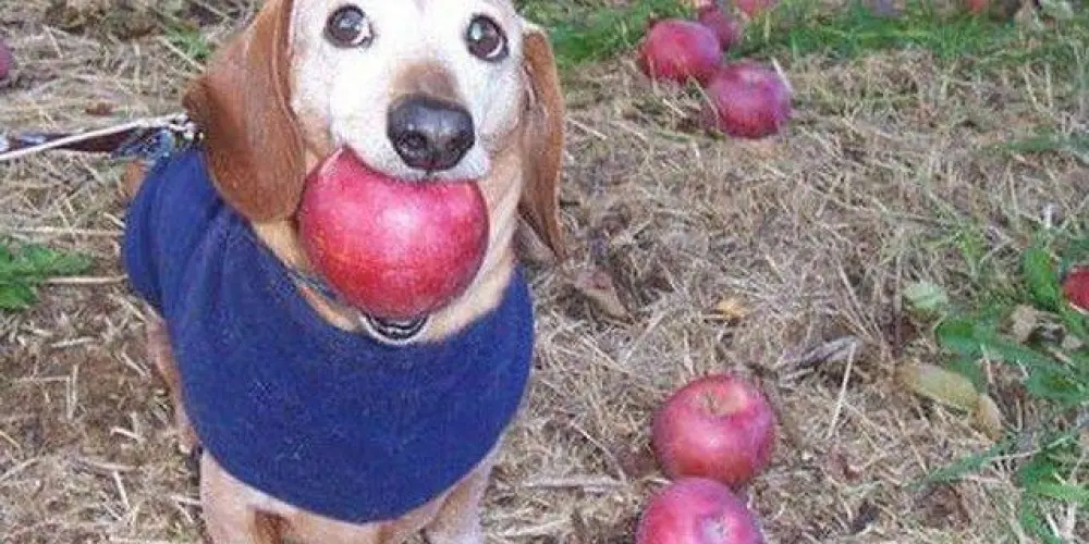 Imagem do grupo de WhatsApp ᑕᗩᘉᗩᗞIᗩᘉ