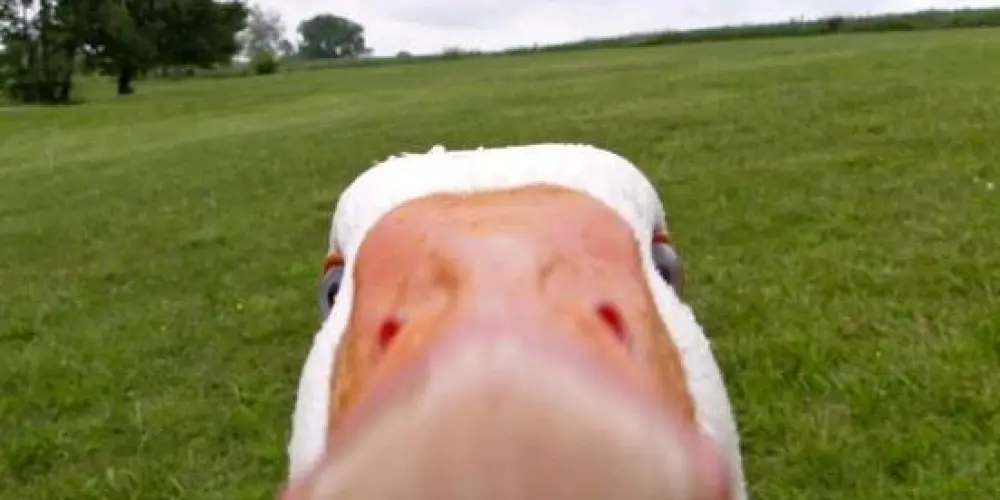 Imagem do grupo de WhatsApp 𓆩 🤬🔥ℍ𝕆𝕊ℙÍℂ𝕀𝕆 🔥🤬  ツ😝