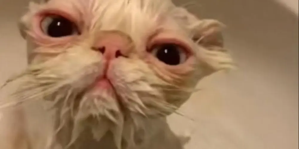 Imagem do grupo de WhatsApp 𝙁𝙖𝙢í𝙡𝙞𝙖 𝘾𝙖𝙥𝙨🫂😶