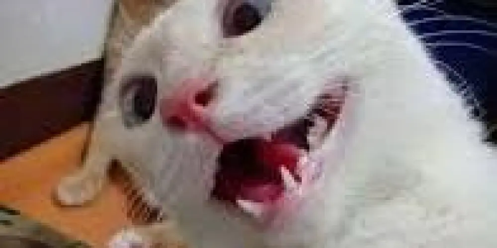 Imagem do grupo de WhatsApp 𝑩𝒆𝒎 𝒗𝒊𝒏𝒅𝒐 𝒂𝒐 𝒉𝒐𝒔𝒑í𝒄𝒊𝒐 🍻😈⚡