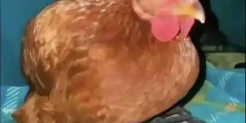 Imagem do grupo de WhatsApp ༺★. ͦ ◤𝙃𝙤𝙨𝙥í𝙘𝙞𝙤 𝙎𝙩𝙖𝙣𝙡𝙚𝙮 ◥ ͦ .★༻