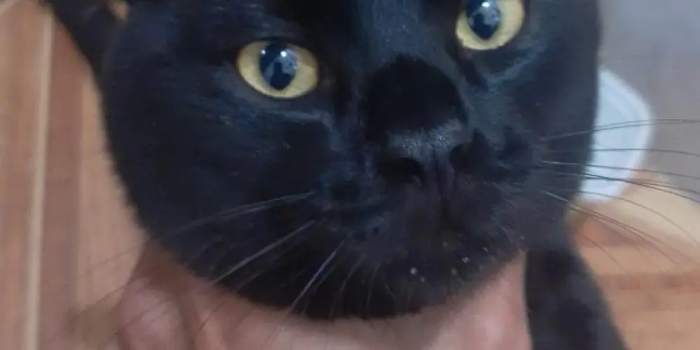 Imagem do grupo de WhatsApp I just wanted to die but it's so hard 🥺🖤