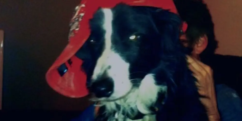 Imagem do grupo de WhatsApp 🌪️ ᗩᗰIᘔᗩᗪE IᑎᐯIᔕÍᐯEᒪ