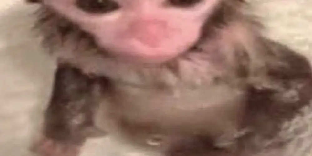 Imagem do grupo de WhatsApp ᗩᗰIᘔᗩᗪE TOTᗩᒪ  🫣