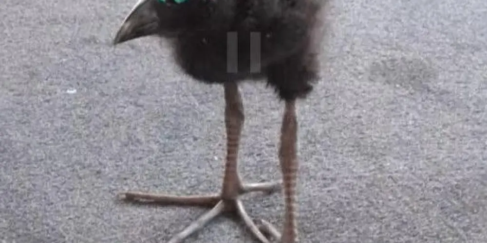 Imagem do grupo de WhatsApp ıllıllı🌟 S͙t͙r͙a͙n͙g͙e͙r͙s͙- A͙m͙i͙z͙a͙d͙e͙s͙ 🌟ıllıllı