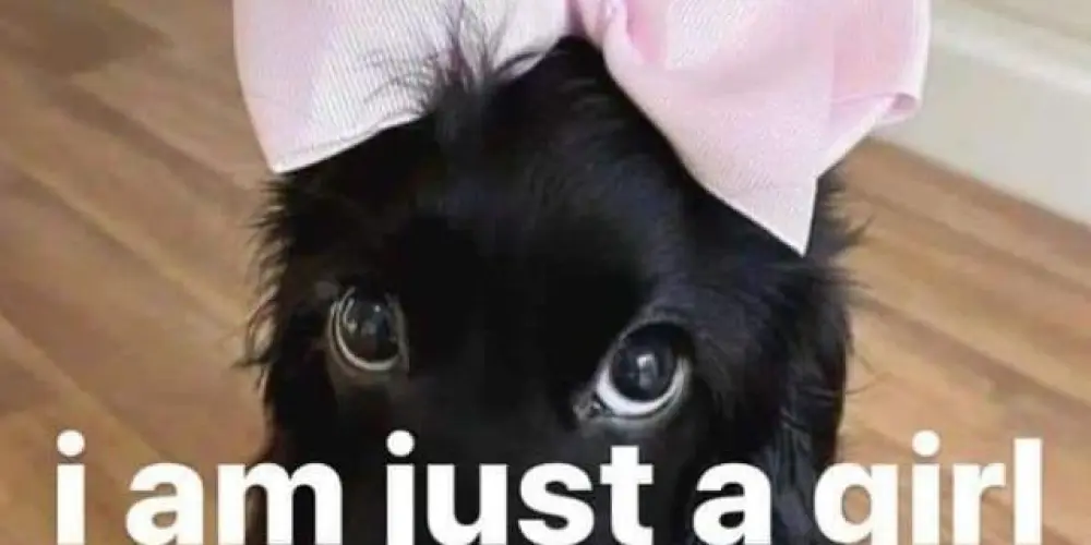 Imagem do grupo de WhatsApp I'M JUST A GIRL 🍓🎀