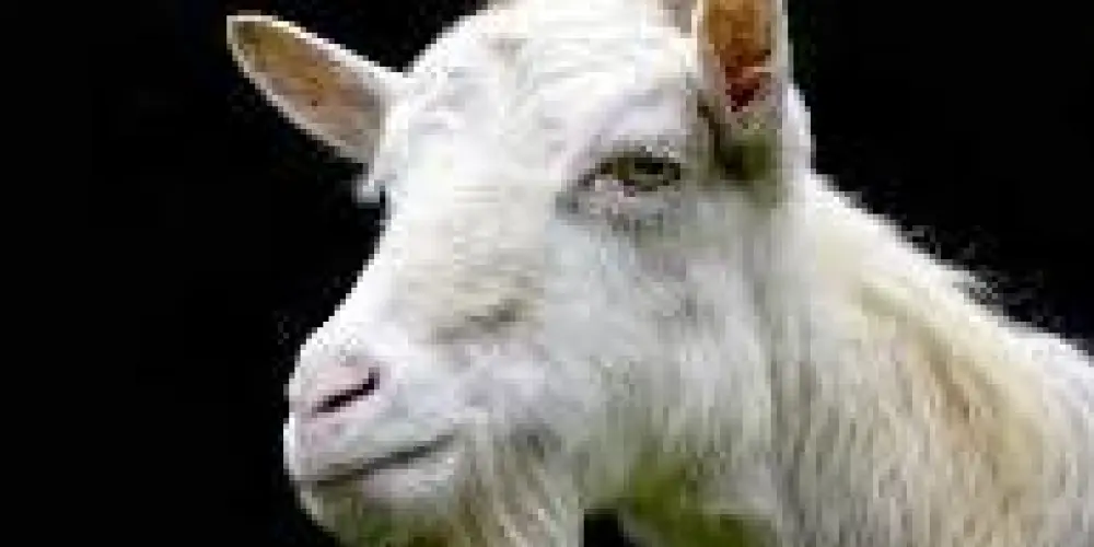 Imagem do grupo de WhatsApp IMITAÇÃO DE BODE 🐐