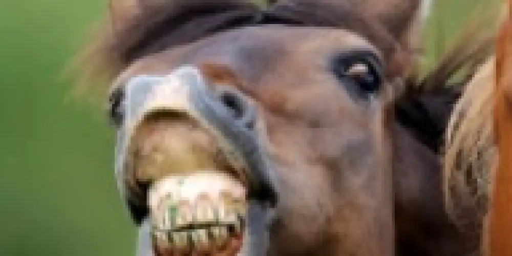 Imagem do grupo de WhatsApp Imitadores de Cavalo 🐴