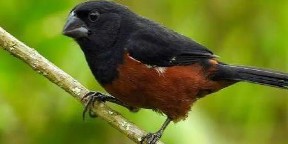 Imagem do grupo de WhatsApp Imitadores de curió do Brasil