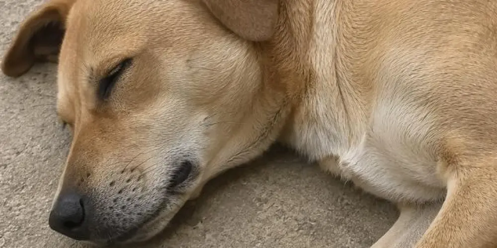 Imagem do grupo de WhatsApp IMITADORES DE DOG