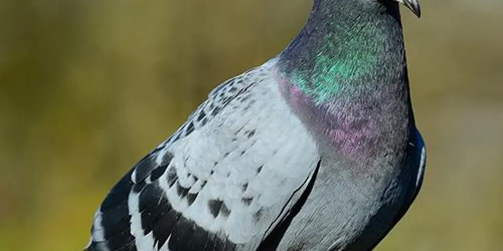 Imagem do grupo de WhatsApp Imitadores de pombo