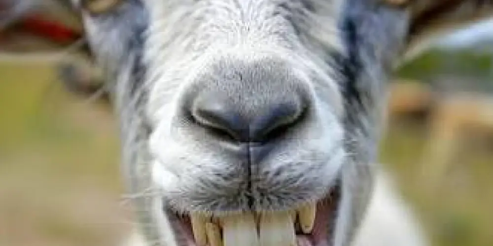 Imagem do grupo de WhatsApp Imitar bode 🐐