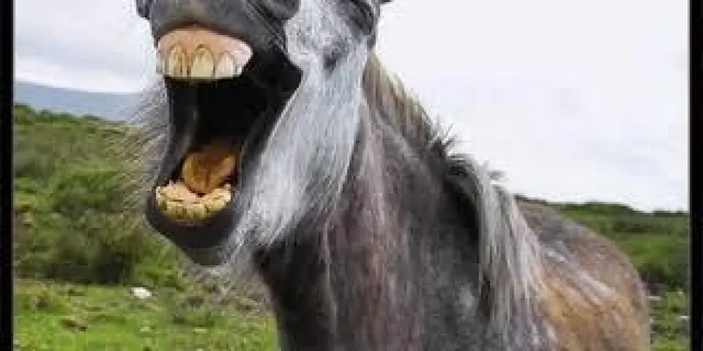 Imagem do grupo de WhatsApp IMITAR JEGUE