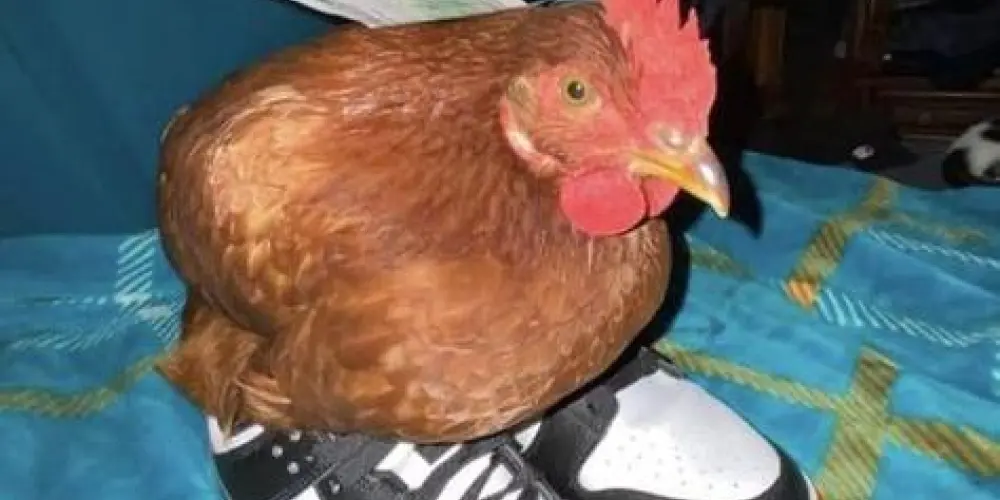 Imagem do grupo de WhatsApp Imperfeitos