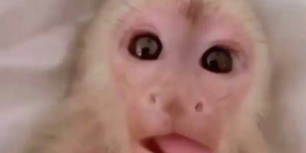 Imagem do grupo de WhatsApp Império do Loiro