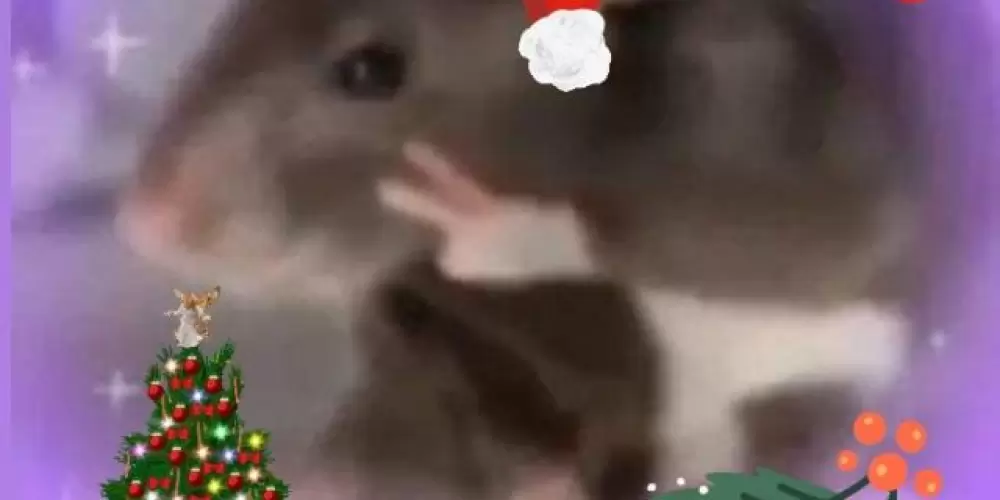 Imagem do grupo de WhatsApp ✨🎄Inconsequentes🎄✨