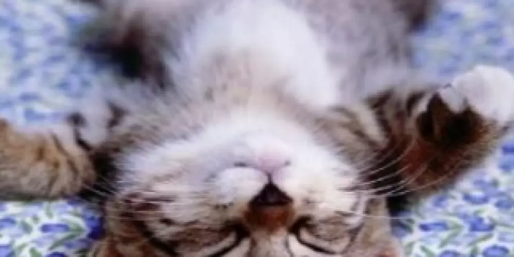 Imagem do grupo de WhatsApp 🤍 Indireitados 🤍