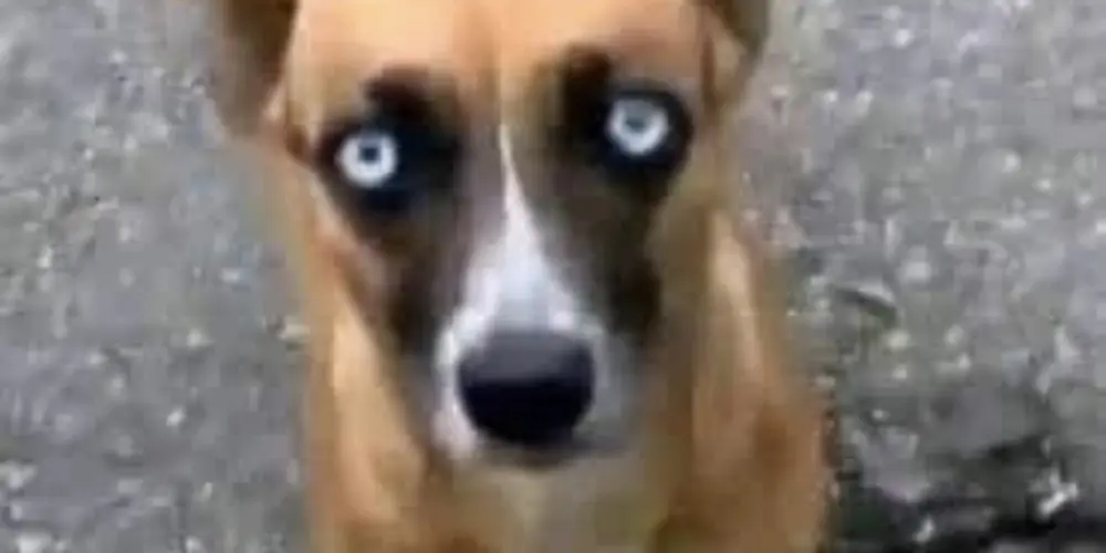 Imagem do grupo de WhatsApp inferninho’s party