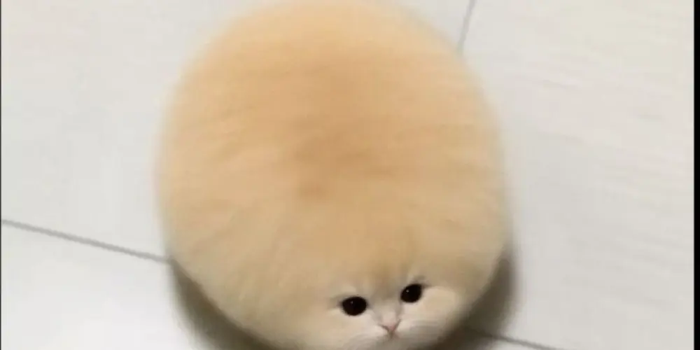 Imagem do grupo de WhatsApp Inimigos da beleza 💅