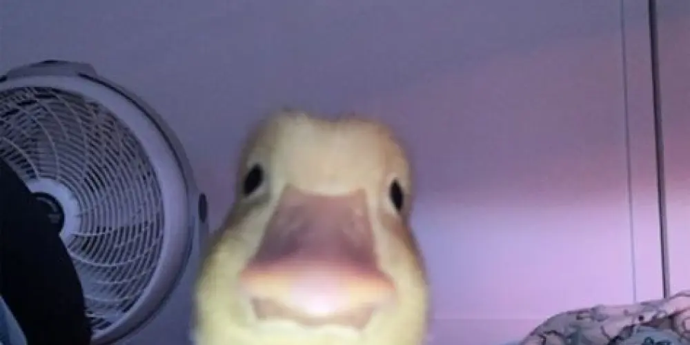 Imagem do grupo de WhatsApp 💢👁️🅐🅜🅘🅖🅞🅢 INSANOS