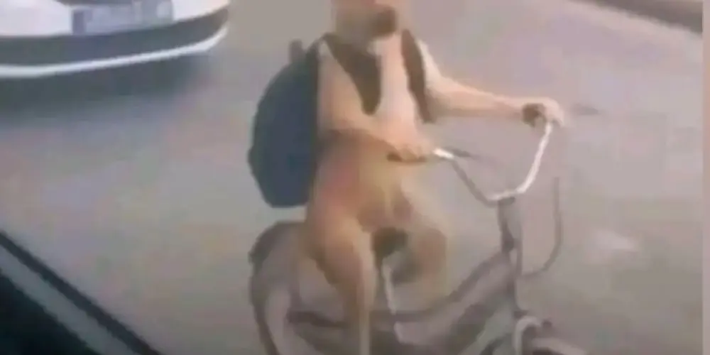 Imagem do grupo de WhatsApp INSS