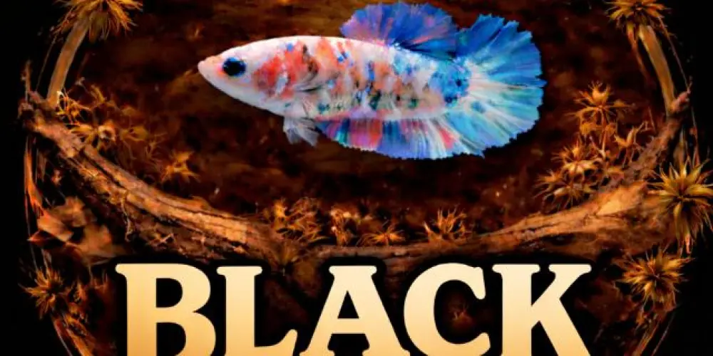 Imagem do grupo de WhatsApp InTheBlack AQUARISMO