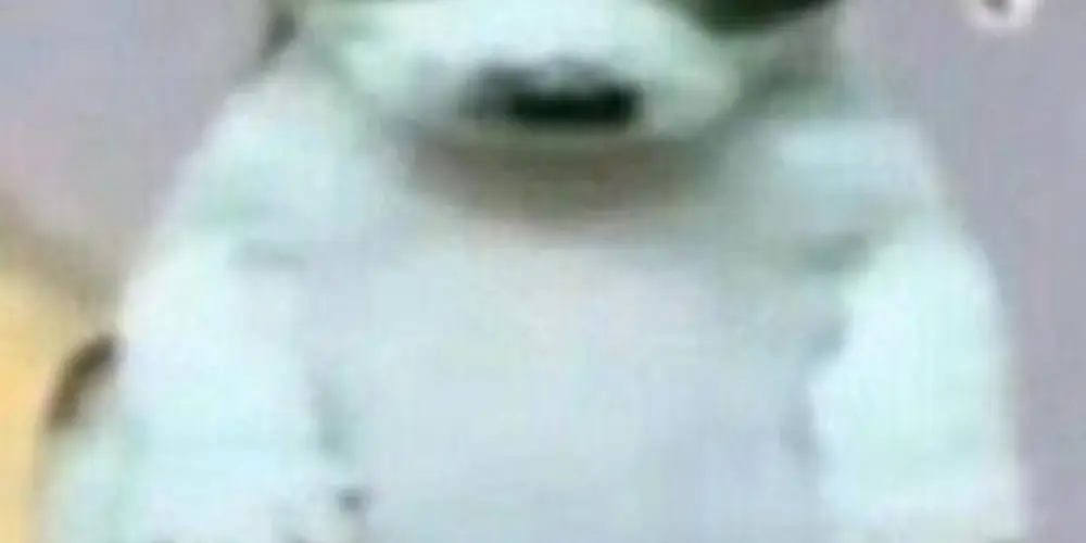 Imagem do grupo de WhatsApp intriga