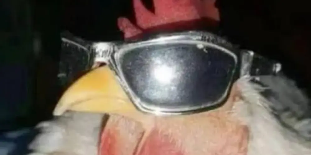 Imagem do grupo de WhatsApp Iɱpɛʀiѳ Բiguʀiɳɦɑร 🤬¹⁸