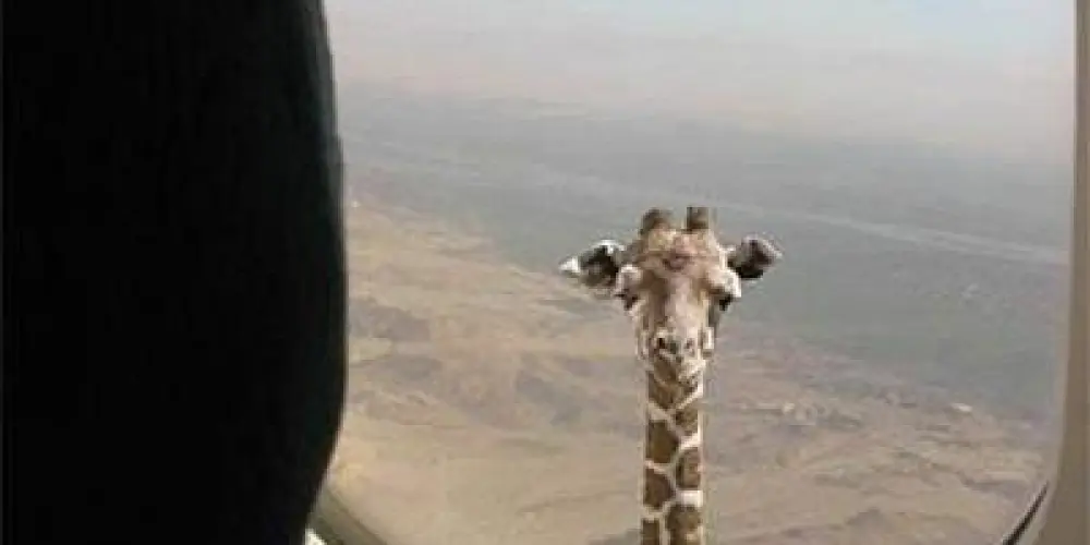 Imagem do grupo de WhatsApp IRMANDADE