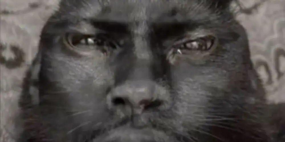 Imagem do grupo de WhatsApp ᥲ꧑ιzᥲdᥱ ᥣk 😶‍🌫️