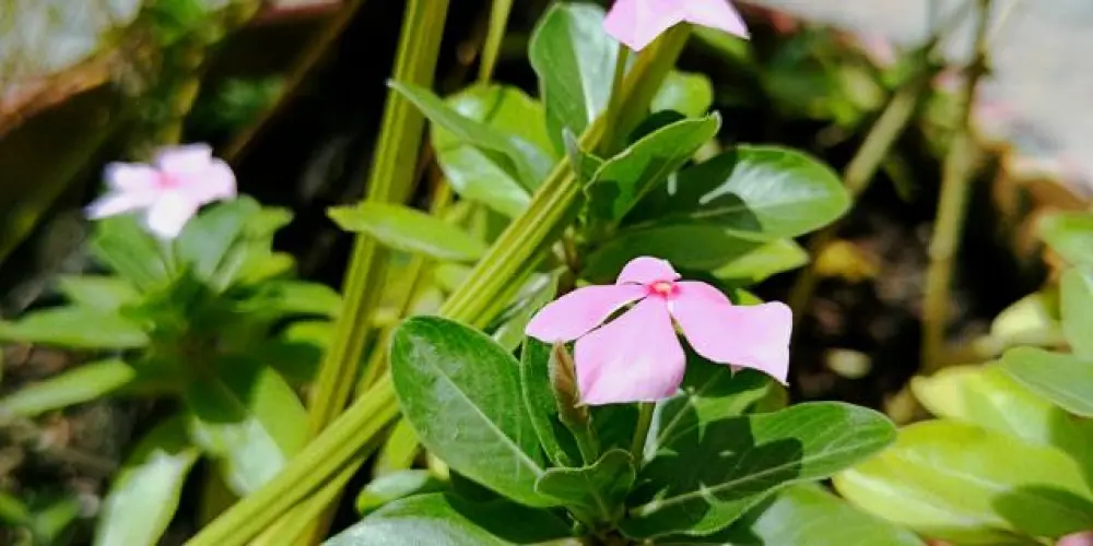 Imagem do grupo de WhatsApp Jardim Secreto ❤️‍🩹✝️💐