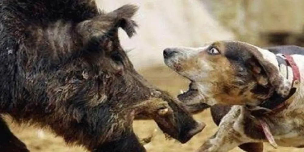 Imagem do grupo de WhatsApp Javali e Bala 🐗