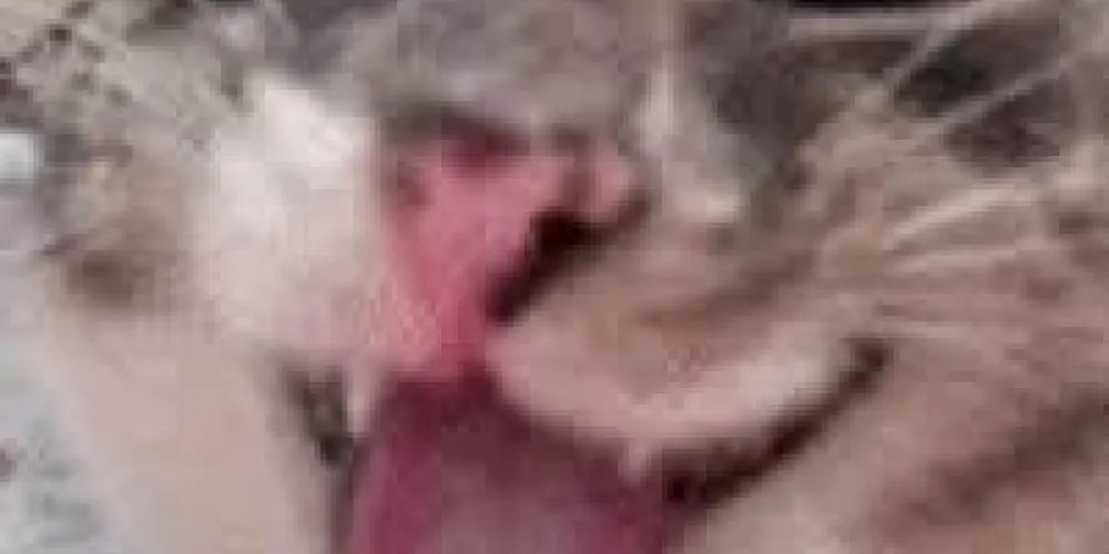 Imagem do grupo de WhatsApp Jogada de cada dia