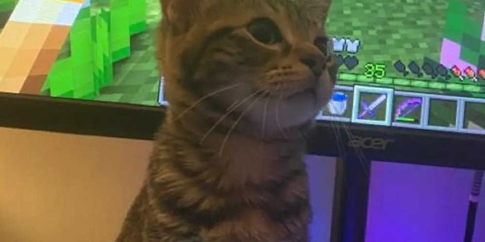 Imagem do grupo de WhatsApp Jogos vorazes