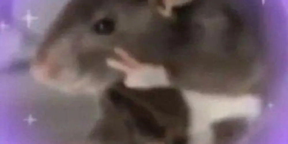 Imagem do grupo de WhatsApp Joker's 🃏