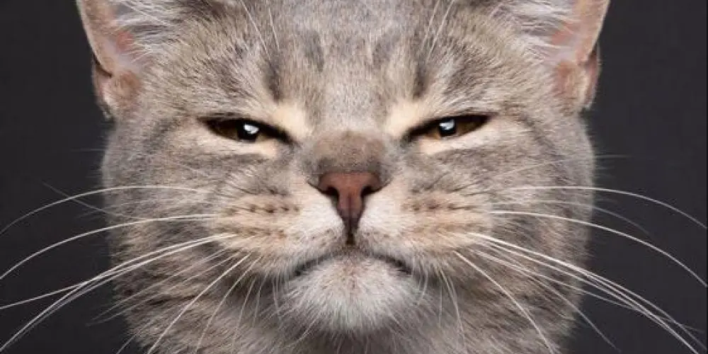 Imagem do grupo de WhatsApp JUNVENTUDE